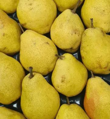 Voćne sadnice Kruške Kifer