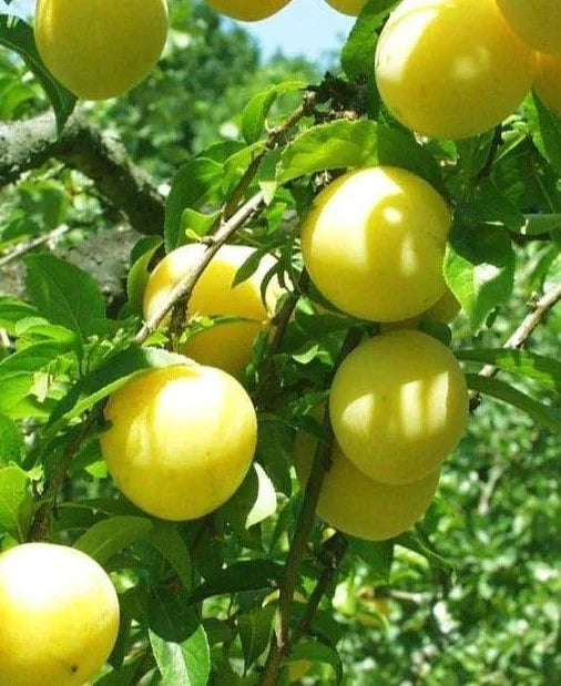 Stare Sorte Sadnica Šljive Belošljiva