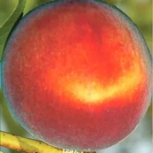 Sadnice breskve – Marija Delicija