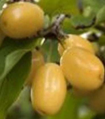 Sadnice Kalemljenog Drena Lutea