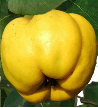 Sadnice dunje - Leskovačka sa oprašivačima paket 18+2