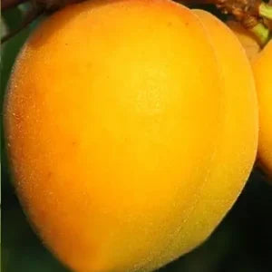 Sadnice kajsije – Mađarska rana