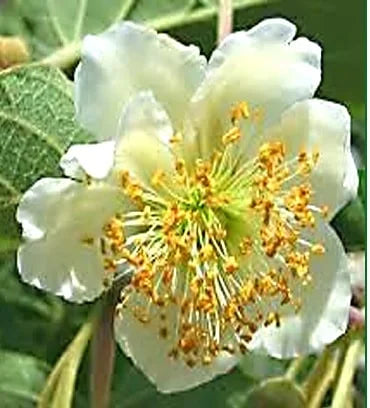 Sadnice Kivija Matua (Oprašivač)