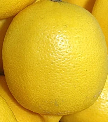 Sadnice Limuna
