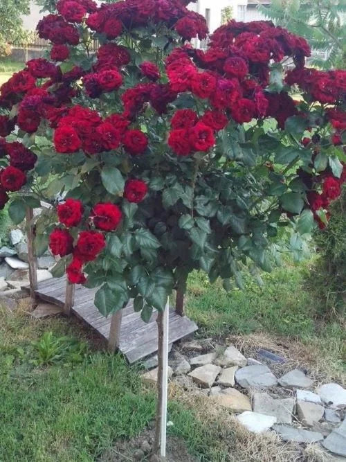 Sadnice Loptaste Ruže Stablašice Tamno Crvena