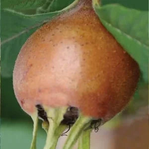 Sadnice mušmule – Rojal