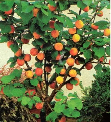 Sadnice Patuljaste - Mini Kajsije