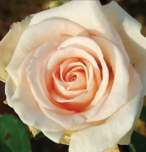 Sadnice Ruže Čajevke Vivaldi