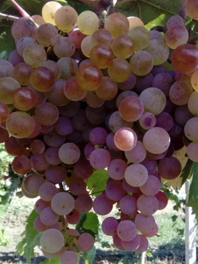 Sadnice Vinove Loze Bagrina