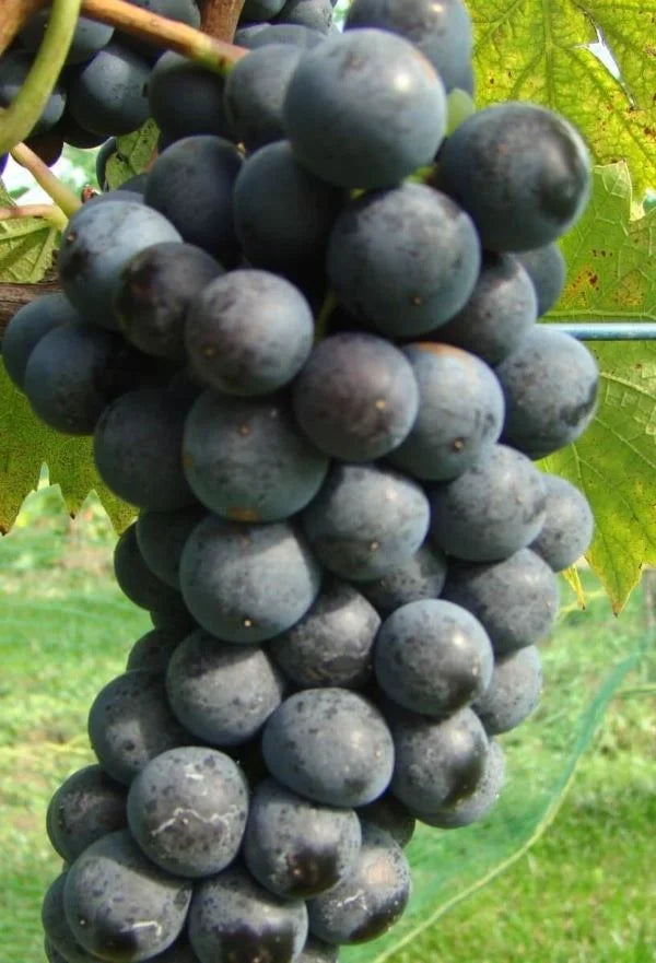 Sadnice Vinove Loze Kadarka