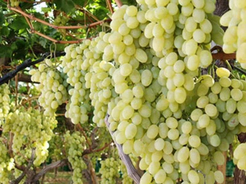 Sadnice Vinove Loze Kraljica Vinograda