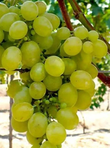 Sadnice Vinove Loze Beli Neprskanac