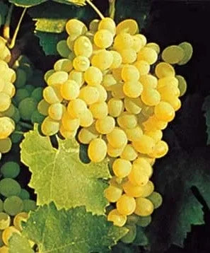 Sadnice Vinove Loze Žilavka