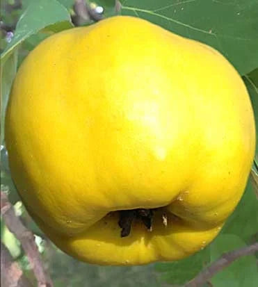 Stare Sorte Sadnice Dunje Rasinska