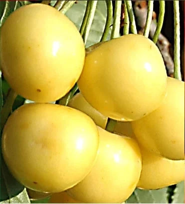 Stare Sorte Sadnice Trešnje Bela Domaća