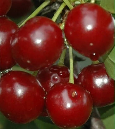 Stare Sorte Sadnice Višnje Cigančica