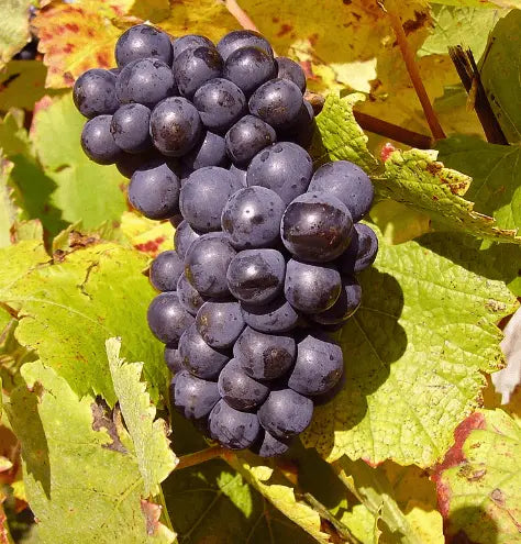 Sadnice Vinove Loze Crni Burgundac