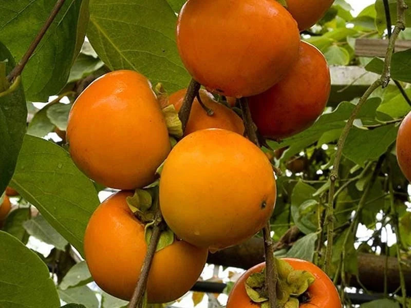 Sadnice Japanske (Kaki) Jabuke Vanilija