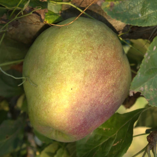 Stare Sorte Sadnica Jabuke Ovčija Glava