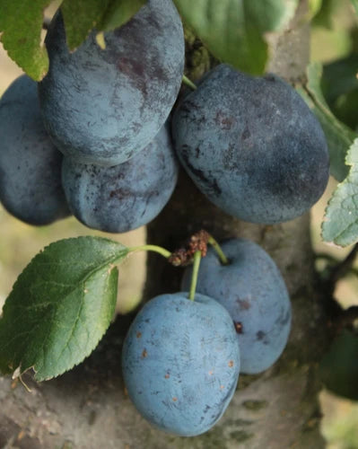 Sadnice Šljive Stenlej 2 godine