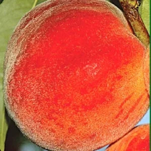 Sadnice breskve – Red Heven