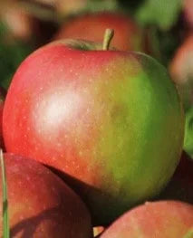 Stare Sorte Sadnica Jabuke Egerka