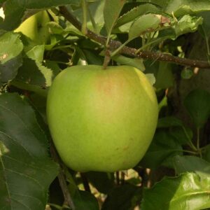 Sadnice jabuke – Mucu