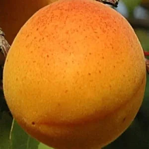 Sadnice kajsije – Mađarska najbolja