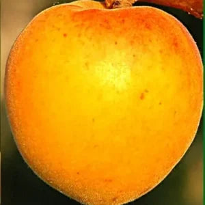 Sadnice kajsije – NS-6