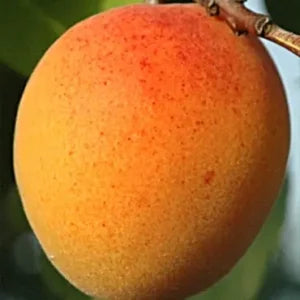 Sadnice kajsije – Roksana