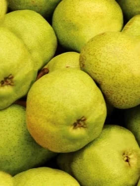 Stare Sorte Sadnica Kruške Ajdučica