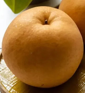 Stare Sorte Sadnica Kruške Pogačara