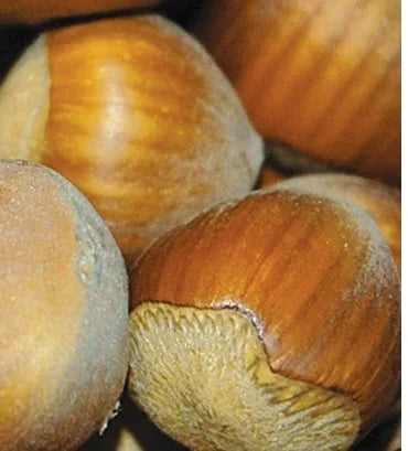 Sadnice Lešnika Halski Džin