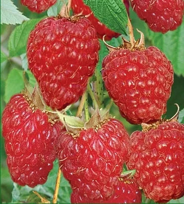 Sadnice Maline