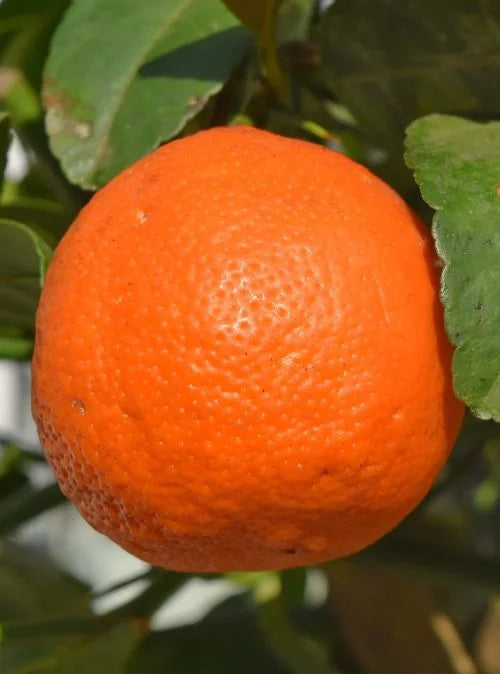 Sadnice Mandarine