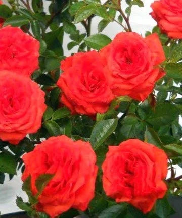 Sadnice Mini Ruže Crvena