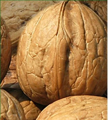 Sadnice Oraha Domaći
