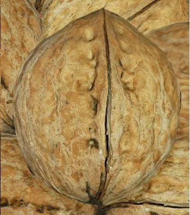Sadnice Oraha Ganzenhajm 139