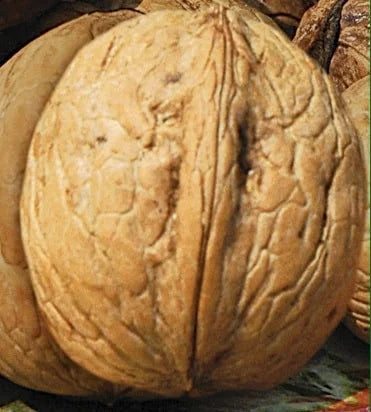 Sadnice Oraha Jupiter