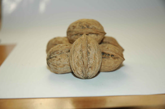 Sadnice Oraha Rasna