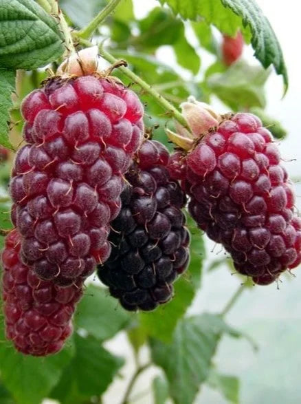 Sadnice TayBerry