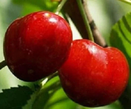 Stare Sorte Sadnice Trešnje Ršlama