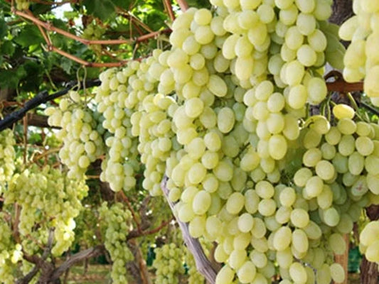 Sadnice Vinove Loze Kraljica Vinograda