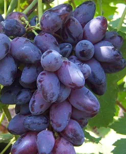 Sadnice Vinove Loze Rozaklija