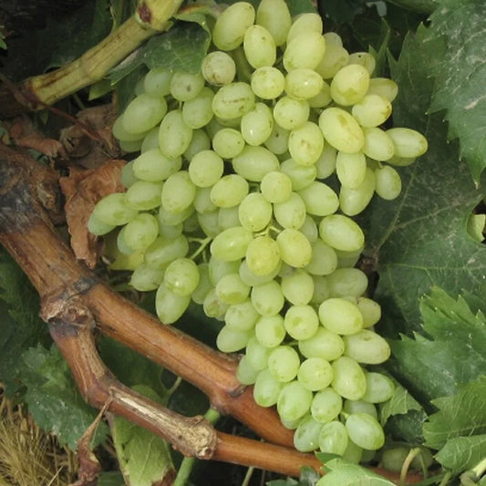 Sadnice Vinove Loze Sultanina (Besemena)
