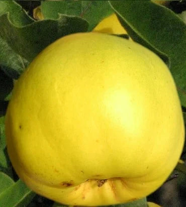 Stare Sorte Sadnice Dunje Moravka