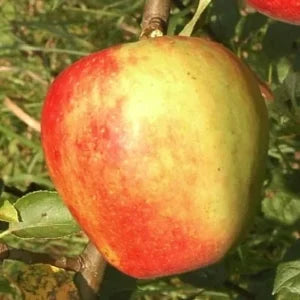 Stara sorta jabuke – Carica