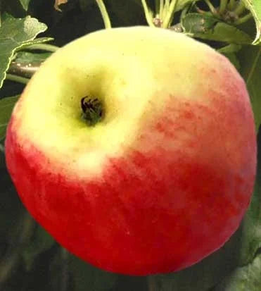 Stare Sorte Sadnica Jabuke Šerbetlija