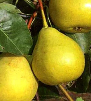 Stare Sorte Sadnica Kruške Ječmenka