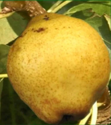 Stare Sorte Sadnica Kruške Limunka (Citronka)